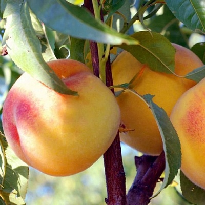 Персики в Новокузнецке