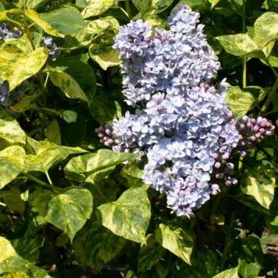 Сирень АУКУБАФОЛИЯ в Новокузнецке