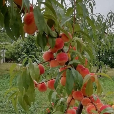 Персик ВУЛКАН в Новокузнецке