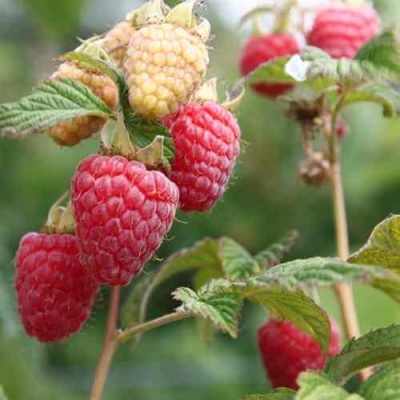 Малина МОЛЛИНГ ДЖУНО в Новокузнецке