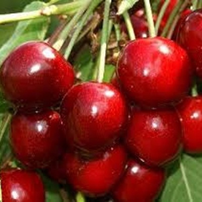 Черешня МИНЧАНКА в Новокузнецке