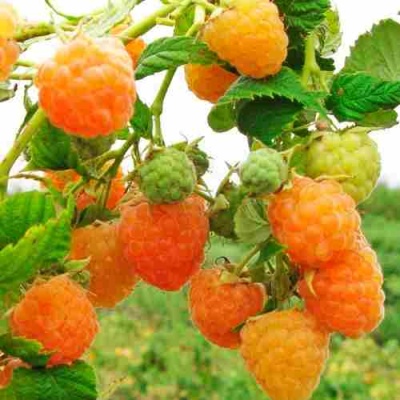 Малина ЗОЛОТЫЕ КУПОЛА в Новокузнецке