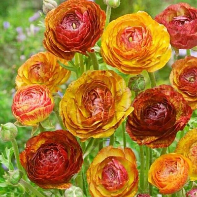 Лютик ПИКОТИ КАФЕ О ЛЕ в Новокузнецке
