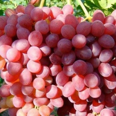 Виноград КИШМИШ КРАСНЫЙ в Новокузнецке
