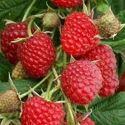 Малина ГЛЕН АМПЛ в Новокузнецке