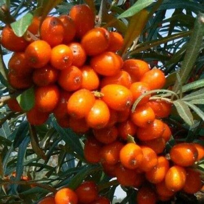 Облепиха ПЛАМЕННАЯ в Новокузнецке