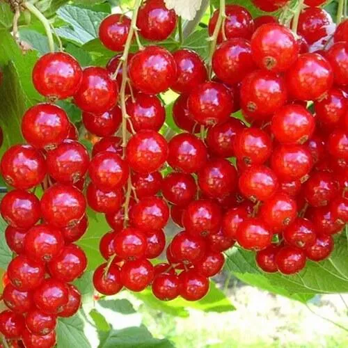 Смородина красная ФЕРТОДИ в Новокузнецке