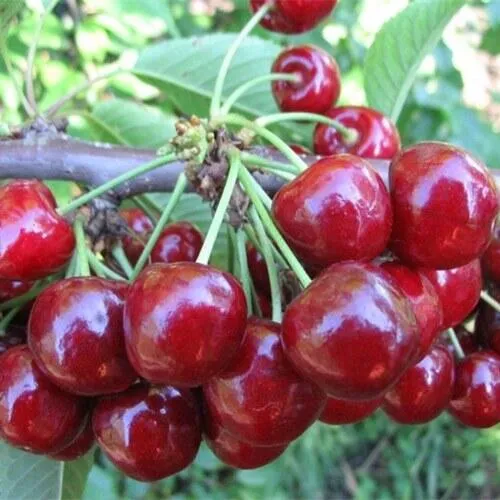 Вишня ДЕСЕРТНАЯ МОРОЗОВОЙ в Новокузнецке
