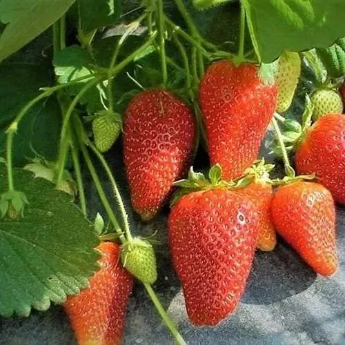 Клубника РОКСАНА в Новокузнецке
