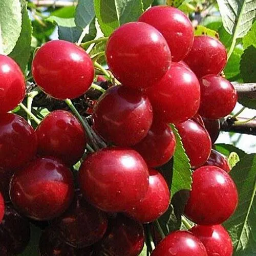 Вишня ГЛУБОКСКАЯ в Новокузнецке