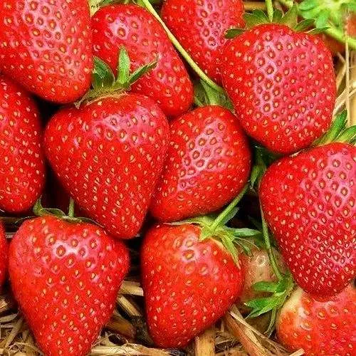 Клубника КВИКИ в Новокузнецке