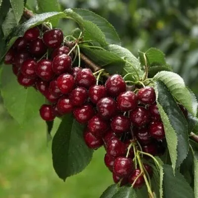 Саженцы вишни оптом в Новокузнецке