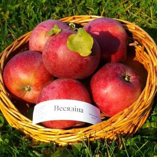 Яблоня ВЕСЯЛИНА в Новокузнецке